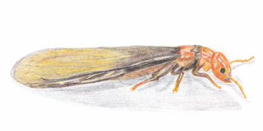 アメリカカンザイシロアリ