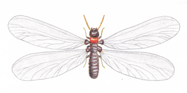 ヤマトシロアリ