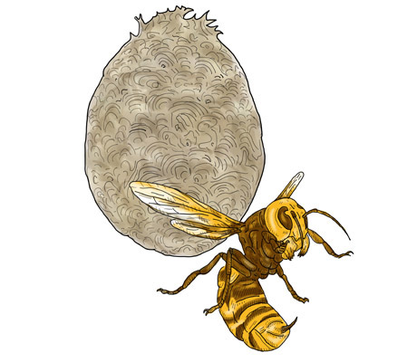 スズメバチ駆除