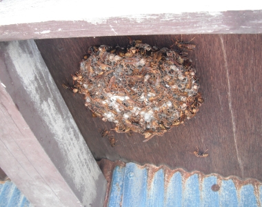 スズメバチの巣現地調査