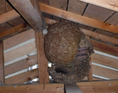 スズメバチ駆除前