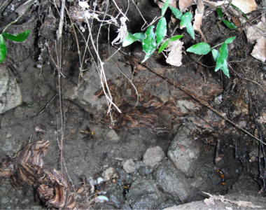 スズメバチ駆除後