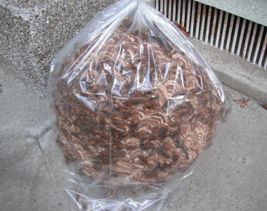 スズメバチ駆除後