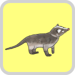 ハクビシン・アライグマ